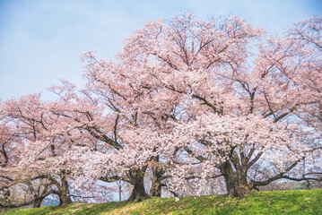 Sakura blooming trees are adorned with delicate white and pink flowers