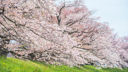 Sakura blooming trees are adorned with delicate white and pink flowers