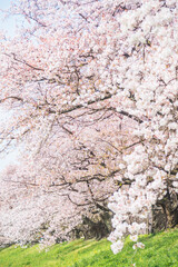 Sakura blooming trees are adorned with delicate white and pink flowers