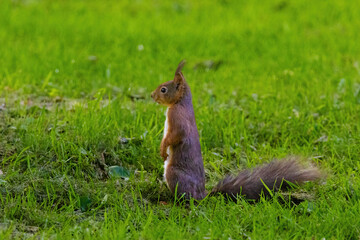 A small brown squirrel is walking through a grassy field