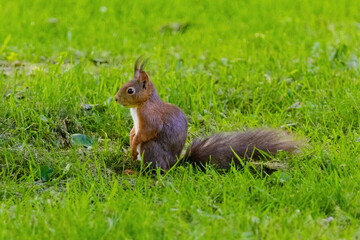 A small brown squirrel is walking through a grassy field