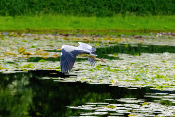 Grey Heron is flying over a pond with lily pads