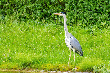 Fototapeta premium Grey heron with a long neck stands in a grassy field