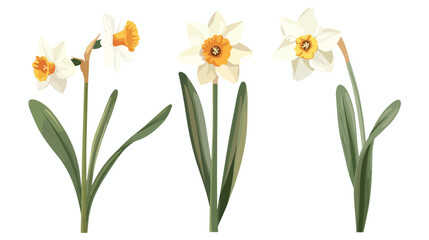 Spring daffodils. Narcissus garden flower buds and le