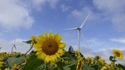 布引高原のヒマワリ