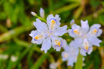 Obraz premium カラフルな白い花