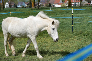 Obraz premium A horse in a pasture walks through the meadow in search of food.