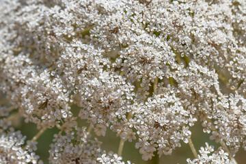 Close up of Queen Anne's lace which grows wild throughout the countryside in Israel.
