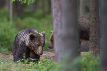 Brown bear - close encounter with a wild brown bear eating in the forest and mountains of the Notranjska region in Slovenia