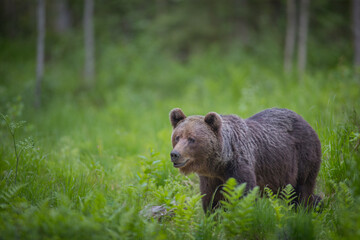 Brown bear - close encounter with a wild brown bear eating in the forest and mountains of the Notranjska region in Slovenia