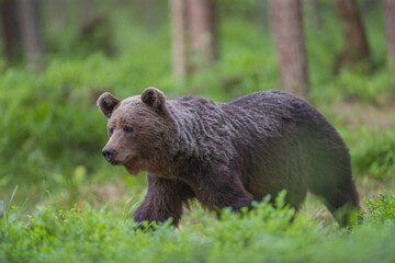 Brown bear - close encounter with a wild brown bear eating in the forest and mountains of the Notranjska region in Slovenia