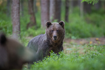 Brown bear - close encounter with a wild brown bear eating in the forest and mountains of the Notranjska region in Slovenia