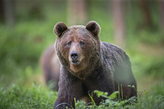 Brown bear - close encounter with a wild brown bear eating in the forest and mountains of the Notranjska region in Slovenia