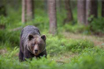 Brown bear - close encounter with a wild brown bear eating in the forest and mountains of the...