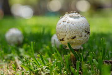 Ball-shaped fungus in the grass.