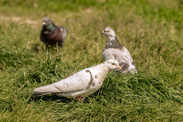 Pigeon in the grass. A wooden bird feeder on a tree. Green background. Chasing pigeons. Feed the birds. Clean feathers. Peck from the ground. Bird kingdom. Young crow. City birds near the bird feeder 