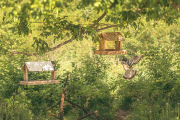 Pigeon in the grass. A wooden bird feeder on a tree. Green background. Chasing pigeons. Feed the birds. Clean feathers. Peck from the ground. Bird kingdom. Young crow. City birds near the bird feeder 