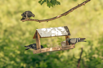 Pigeon in the grass. A wooden bird feeder on a tree. Green background. Chasing pigeons. Feed the...