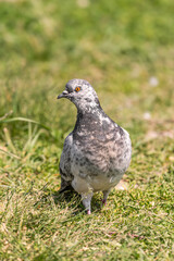 Pigeon in the grass. A wooden bird feeder on a tree. Green background. Chasing pigeons. Feed the...