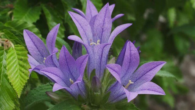 Blue purple flowers in spring forest close-up, macro shot, selective focus. Clustered bellflowers, Campanula glomerata, 4k