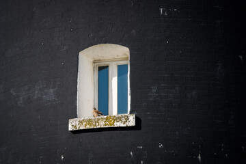 Common Kestrel sat on Lighthouse Window, Kent United Kingdom 