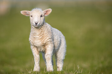 Fototapeta premium cute little lamb on fresh spring green meadow during sunrise