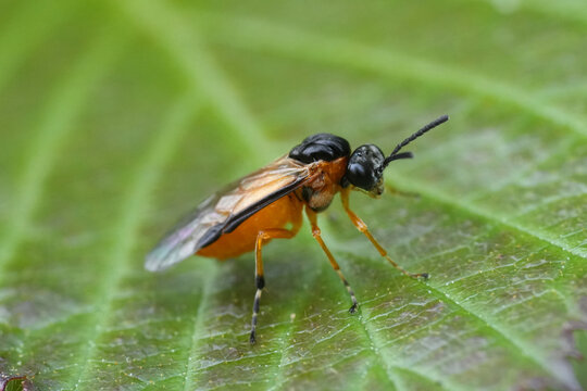 Closeup on a colorful orange sawfly, Athalia circularis, sitting on a green leaf