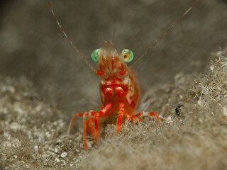 A green-eyed shrimp from Cyprus