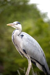 great blue heron