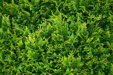 Thuja branch background. Close up of green leaves of Thuja occidentalis tree. Beautiful thuja...