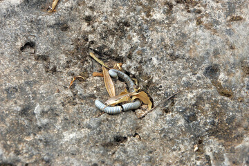 A many-legged crawling insect dead on a mountain rock