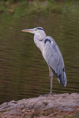 Afrikanischer Graureiher / Grey heron / Ardea cinerea