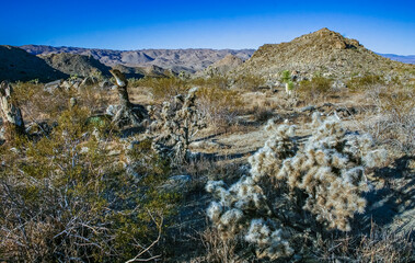 (Cylindropuntia bigelovii) - cactus shape with long silvery spines with rock desert near Joshua Tree NP