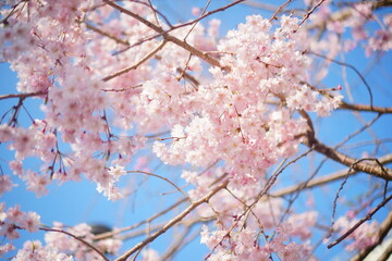 天気の良い青空の日の桜の木の下でお花見