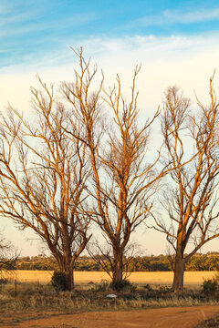 Vertical image of three large bare trees in warm sun. Late afternoon in the countryside.