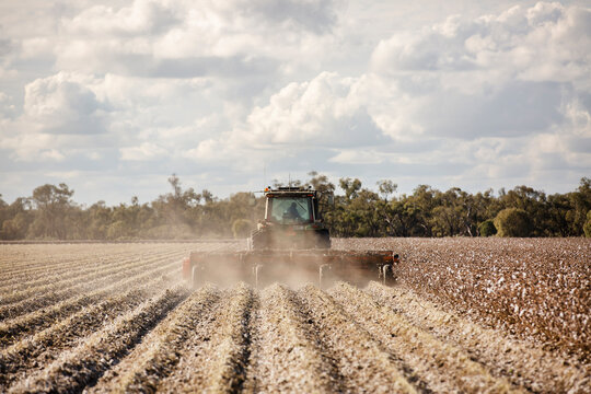 Mulching cotton stubble rows
