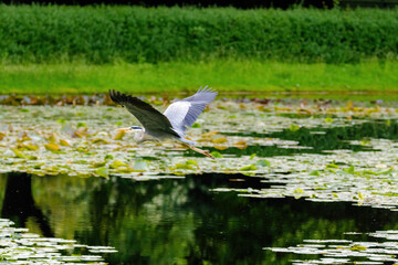 Grey Heron is flying over a pond with lily pads