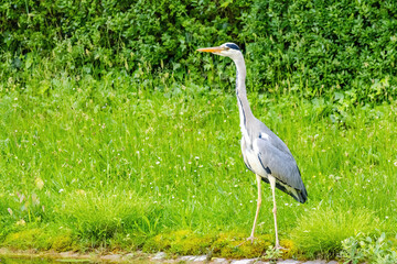 Grey heron with a long neck stands in a grassy field