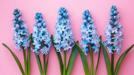 Blue hyacinth flowers on pink background