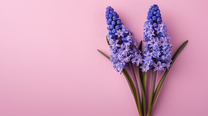 Blue hyacinth flowers on pink background