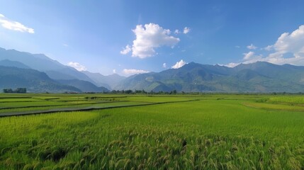 Fototapeta premium Panoramic shot of a vast expanse of rice paddies with mountains in the distance