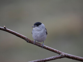 Blackcap, Sylvia atricapilla