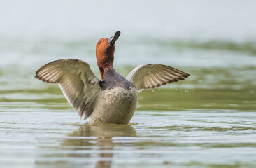 głowienka © dejuna