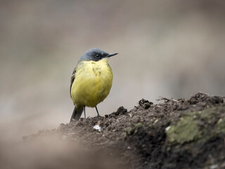 Black-headed wagtail, Motacilla flava feldegg