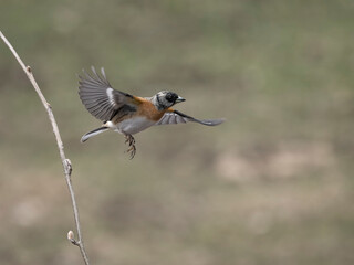 Brambling, Fringilla montifringilla