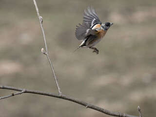 Brambling, Fringilla montifringilla
