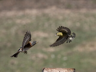 Brambling, Fringilla montifringilla