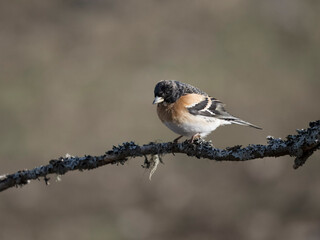 Brambling, Fringilla montifringilla