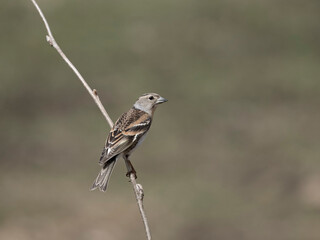 Brambling, Fringilla montifringilla
