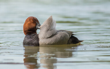 głowieka na wodzie © dejuna